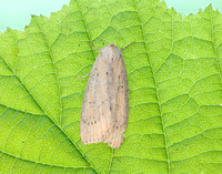 73.100 BF2391 Silky Wainscot Chilodes maritima