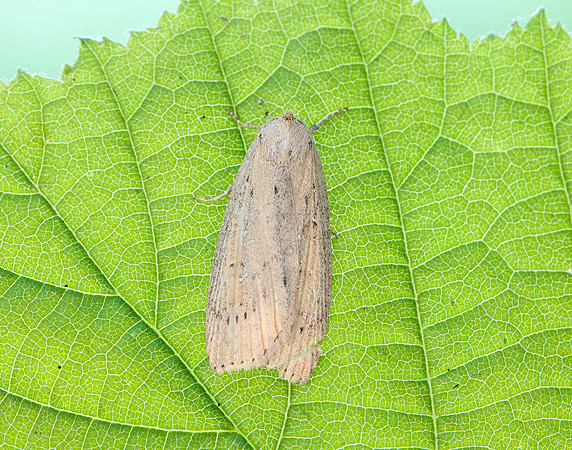 73.100 BF2391 Silky Wainscot Chilodes maritima