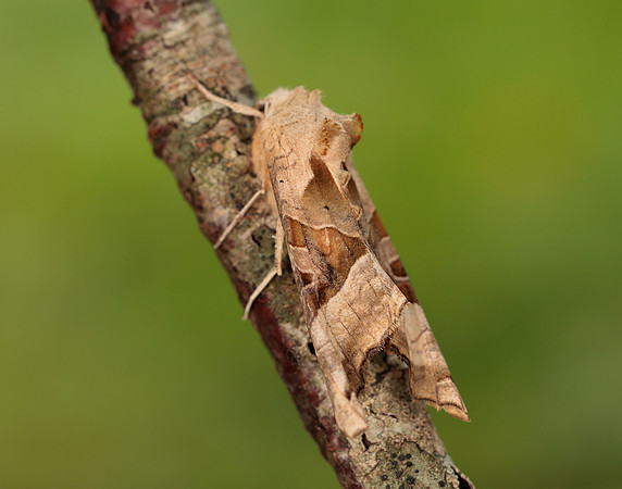 73.113 BF2306 Angle Shades Phlogophora meticulosa