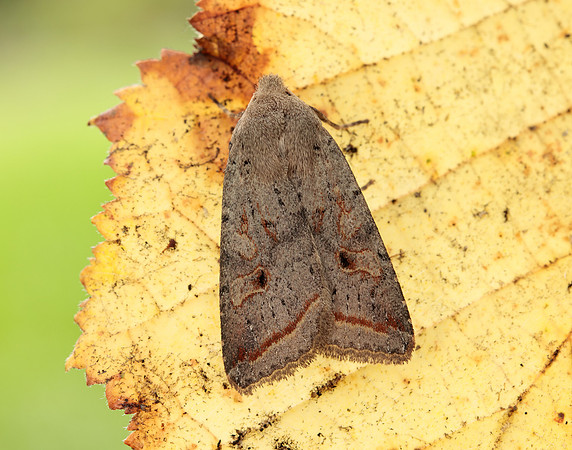 73.189 BF2263 Red-line Quaker Agrochola lota