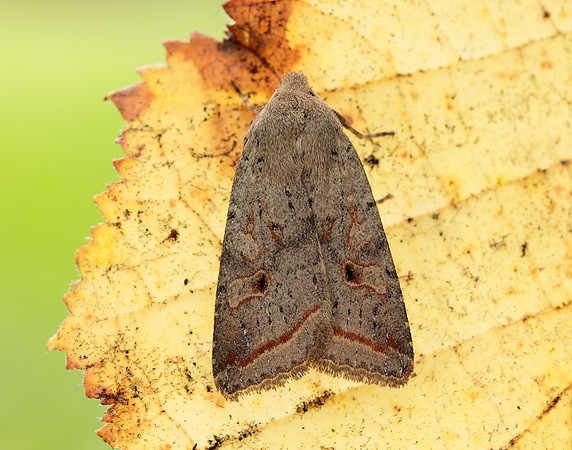 73.189 BF2263 Red-line Quaker Agrochola lota
