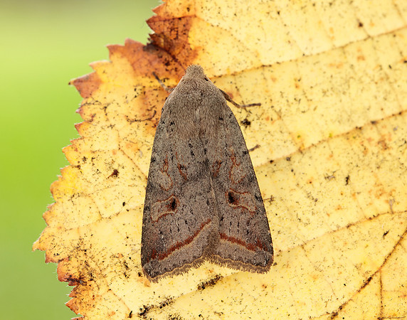 73.189 BF2263 Red-line Quaker Agrochola lota