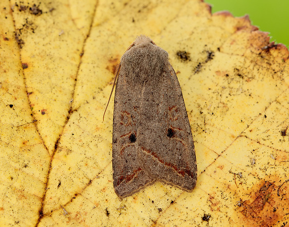 73.189 BF2263 Red-line Quaker Agrochola lota