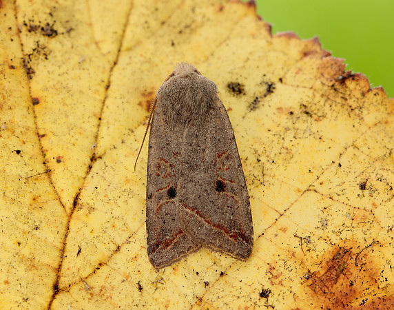 73.189 BF2263 Red-line Quaker Agrochola lota