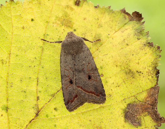73.189 BF2263 Red-line Quaker Agrochola lota