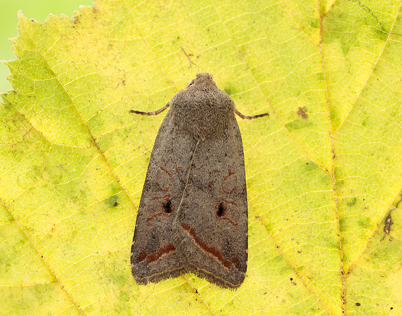 73.189 BF2263 Red-line Quaker Agrochola lota
