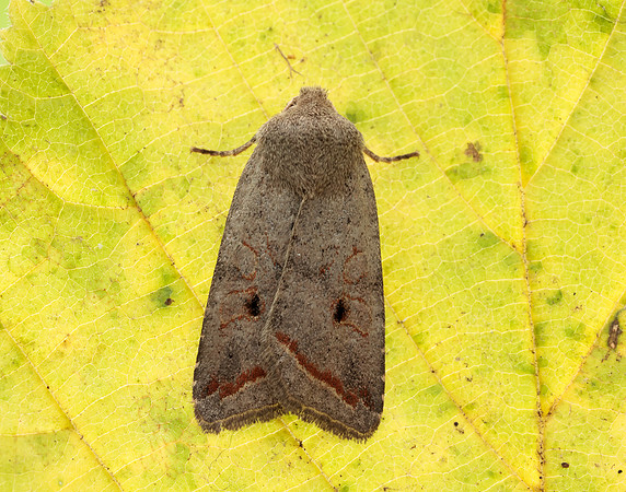 73.189 BF2263 Red-line Quaker Agrochola lota