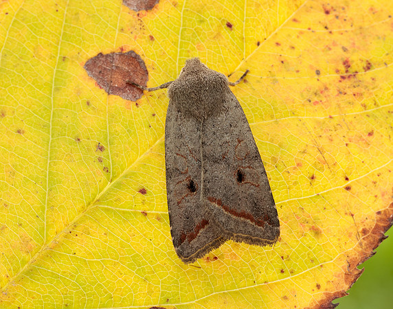 73.189 BF2263 Red-line Quaker Agrochola lota
