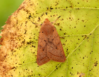 73.190 BF2264 Yellow-line Quaker Agrochola macilenta
