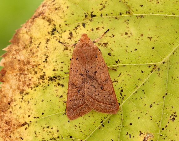 73.190 BF2264 Yellow-line Quaker Agrochola macilenta