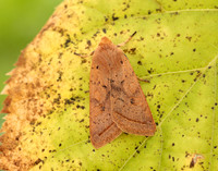 73.190 BF2264 Yellow-line Quaker Agrochola macilenta