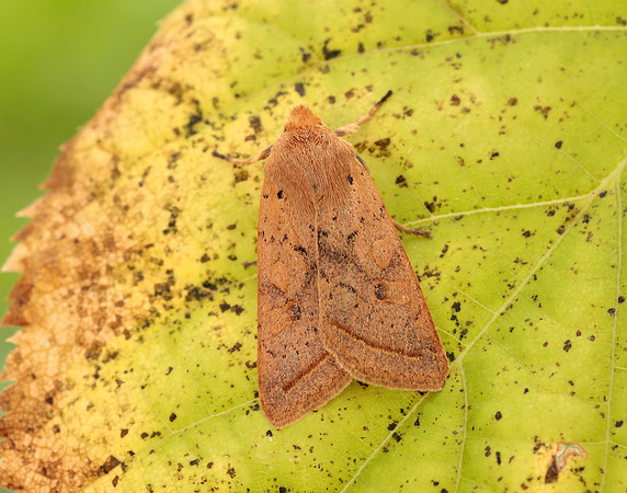 73.190 BF2264 Yellow-line Quaker Agrochola macilenta