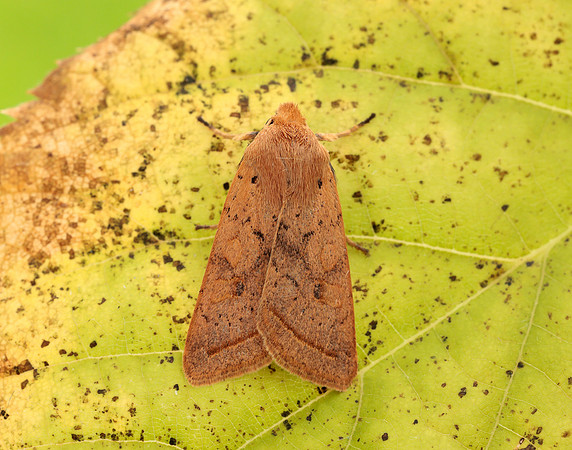 73.190 BF2264 Yellow-line Quaker Agrochola macilenta