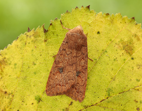 73.192 BF2262 Brick Agrochola circellaris
