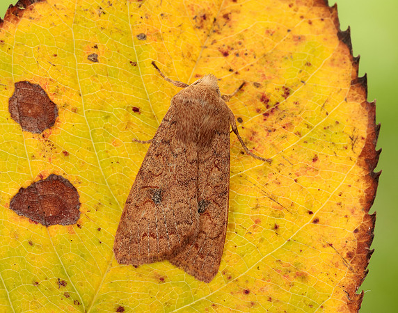 73.192 BF2262 Brick Agrochola circellaris