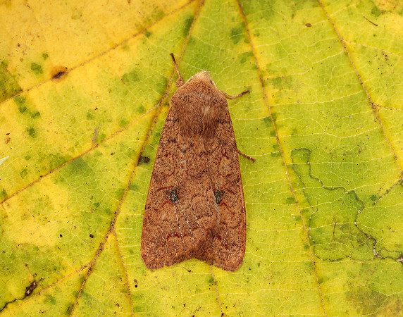 73.192 BF2262 Brick Agrochola circellaris