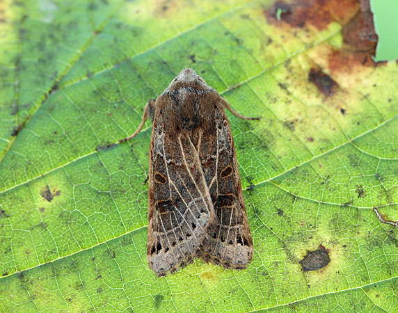 73.193 BF2270 Lunar Underwing Omphaloscelis lunosa