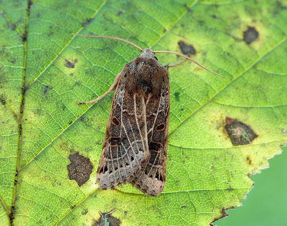 73.193 BF2270 Lunar Underwing Omphaloscelis lunosa