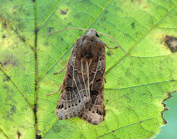 73.193 BF2270 Lunar Underwing Omphaloscelis lunosa