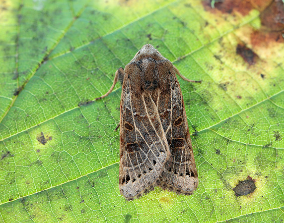 73.193 BF2270 Lunar Underwing Omphaloscelis lunosa