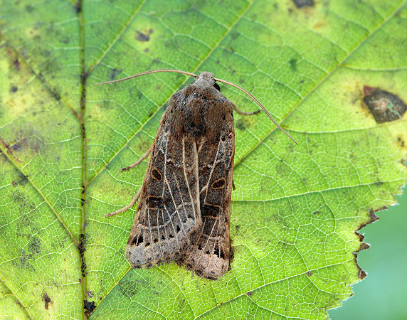 73.193 BF2270 Lunar Underwing Omphaloscelis lunosa
