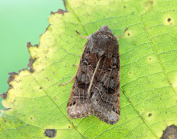 73.193 BF2270 Lunar Underwing Omphaloscelis lunosa