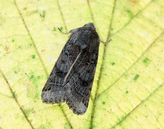 73.193 BF2270 Lunar Underwing Omphaloscelis lunosa