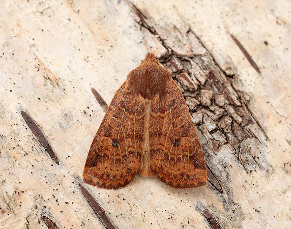 73.194 BF2258 Chestnut Conistra vaccinii
