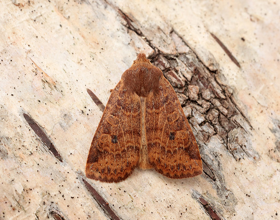 73.194 BF2258 Chestnut Conistra vaccinii