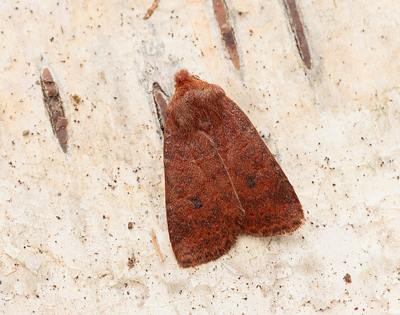 73.194 BF2258 Chestnut Conistra vaccinii