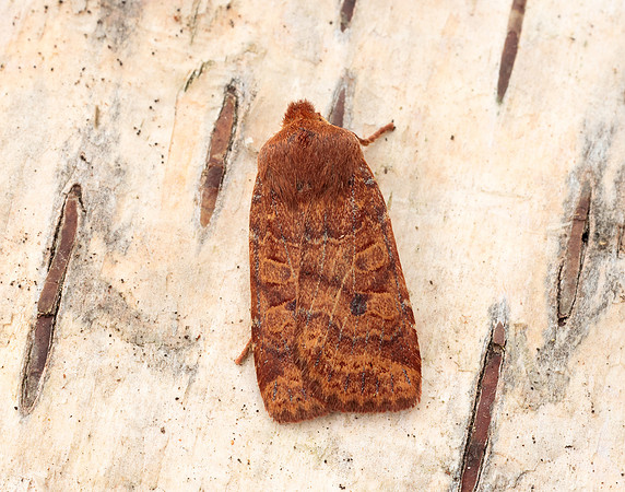73.194 BF2258 Chestnut Conistra vaccinii