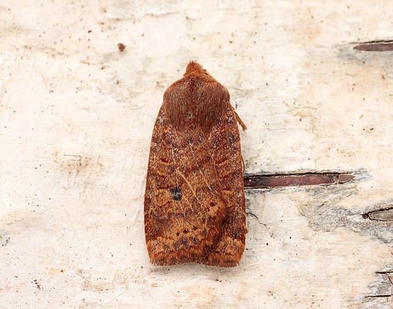 73.194 BF2258 Chestnut Conistra vaccinii