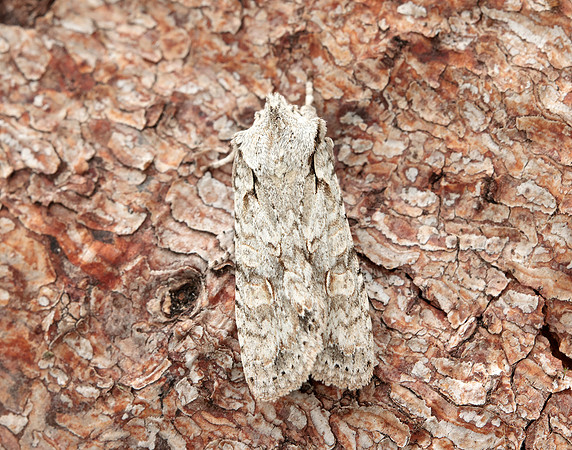 73.202 BF2237 Grey Shoulder-knot Lithophane ornitopus