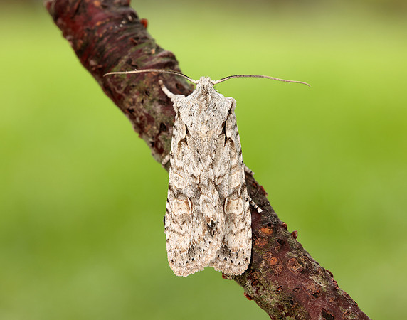 73.202 BF2237 Grey Shoulder-knot Lithophane ornitopus