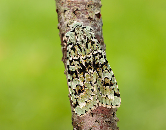 73.224 BF2247 Merveille du Jour Griposia aprilina