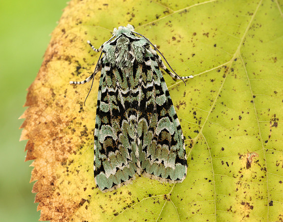 73.224 BF2247 Merveille du Jour Griposia aprilina