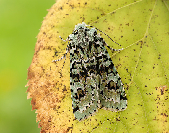 73.224 BF2247 Merveille du Jour Griposia aprilina