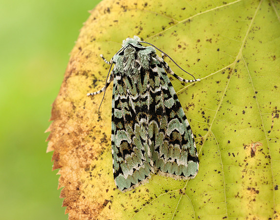 73.224 BF2247 Merveille du Jour Griposia aprilina