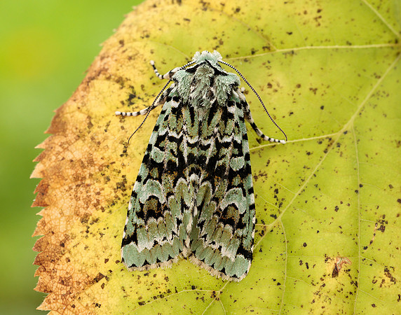 73.224 BF2247 Merveille du Jour Griposia aprilina