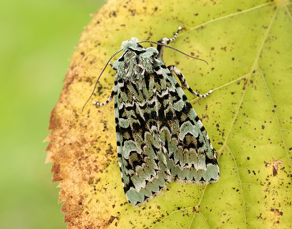 73.224 BF2247 Merveille du Jour Griposia aprilina