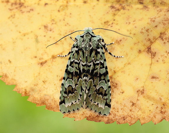 73.224 BF2247 Merveille du Jour Griposia aprilina
