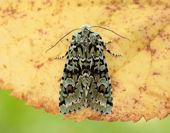 73.224 BF2247 Merveille du Jour Griposia aprilina