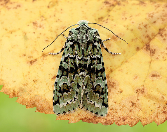 73.224 BF2247 Merveille du Jour Griposia aprilina