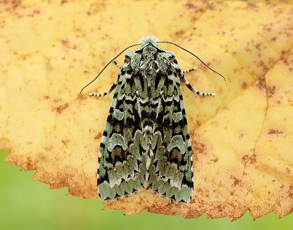 73.224 BF2247 Merveille du Jour Griposia aprilina