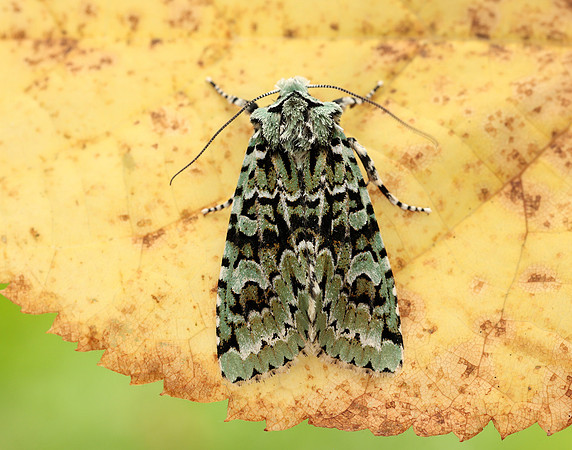 73.224 BF2247 Merveille du Jour Griposia aprilina