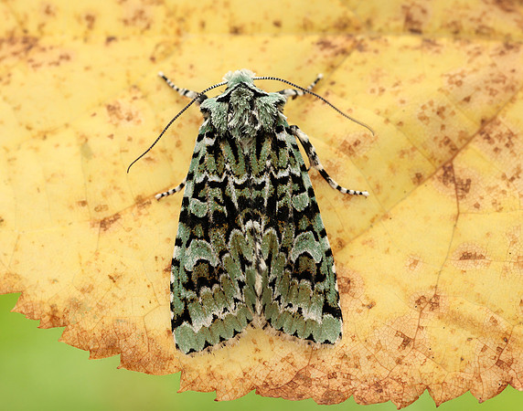 73.224 BF2247 Merveille du Jour Griposia aprilina