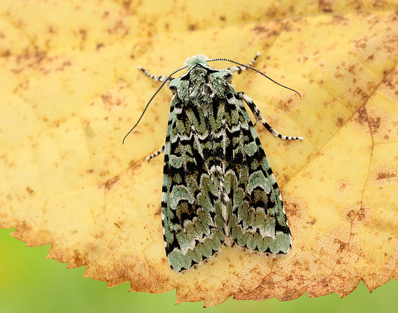 73.224 BF2247 Merveille du Jour Griposia aprilina
