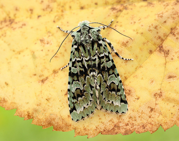 73.224 BF2247 Merveille du Jour Griposia aprilina