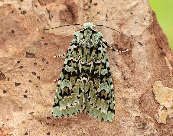 73.224 BF2247 Merveille du Jour Griposia aprilina