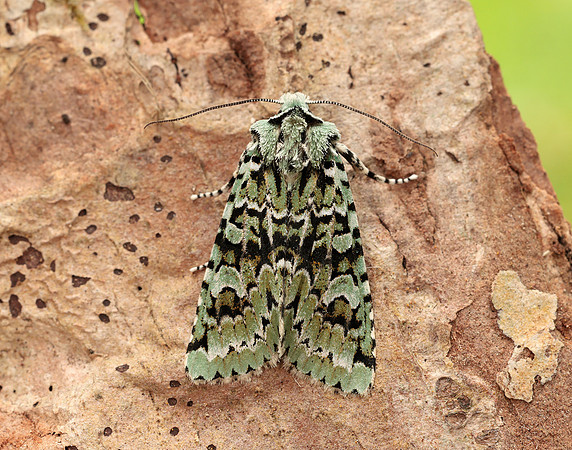 73.224 BF2247 Merveille du Jour Griposia aprilina